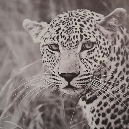 Animalier Apartment Joigny Ngoại thất bức ảnh